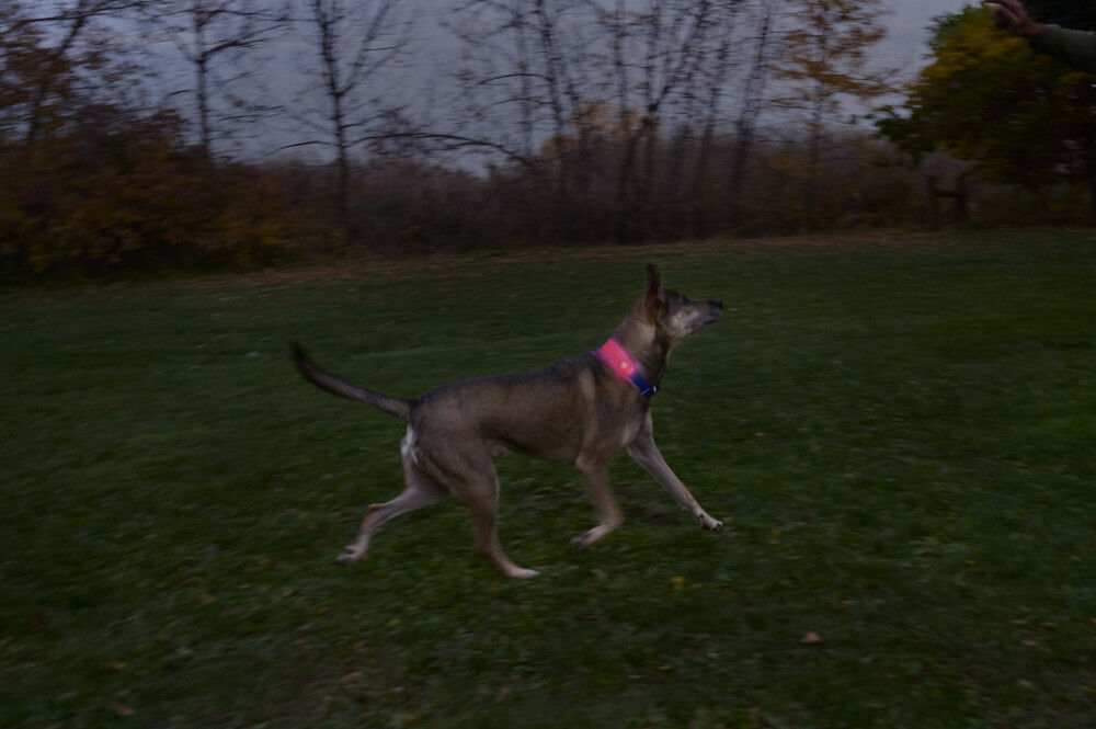 Nite Ize NiteDog Rechargeable LED Collar Cover, large image number 11