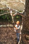 Stihl HTA 50 36V Battery Powered Extended-Reach Pole Pruner (Bare Tool), small image number 3